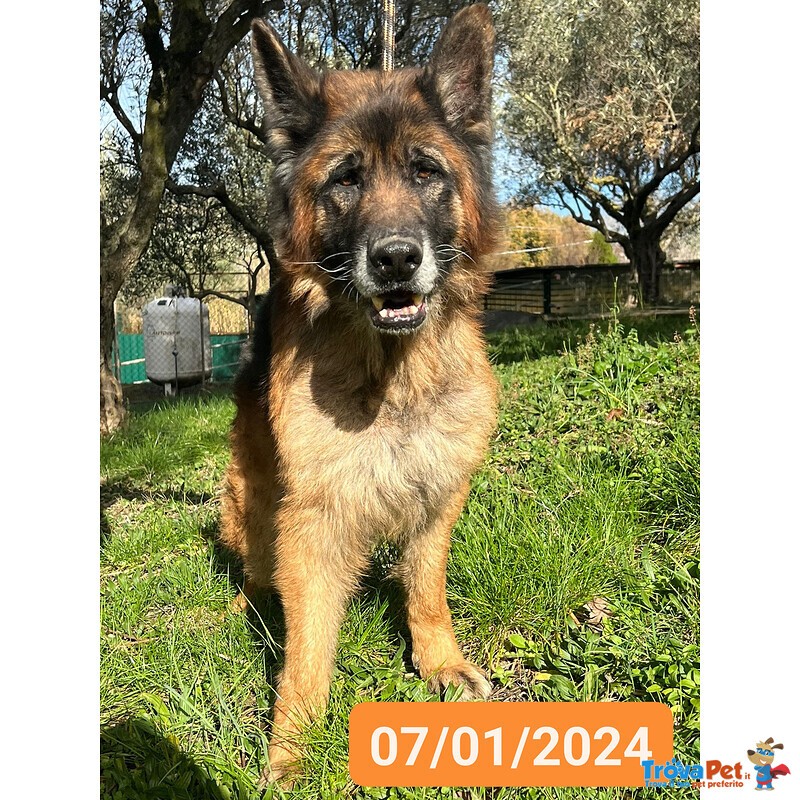 Haegar Abbandonato Perchè Anziano - Foto n. 1