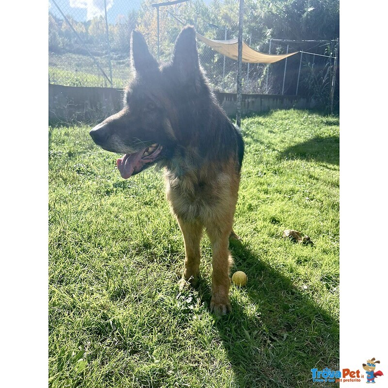 Haegar Abbandonato Perchè Anziano - Foto n. 2