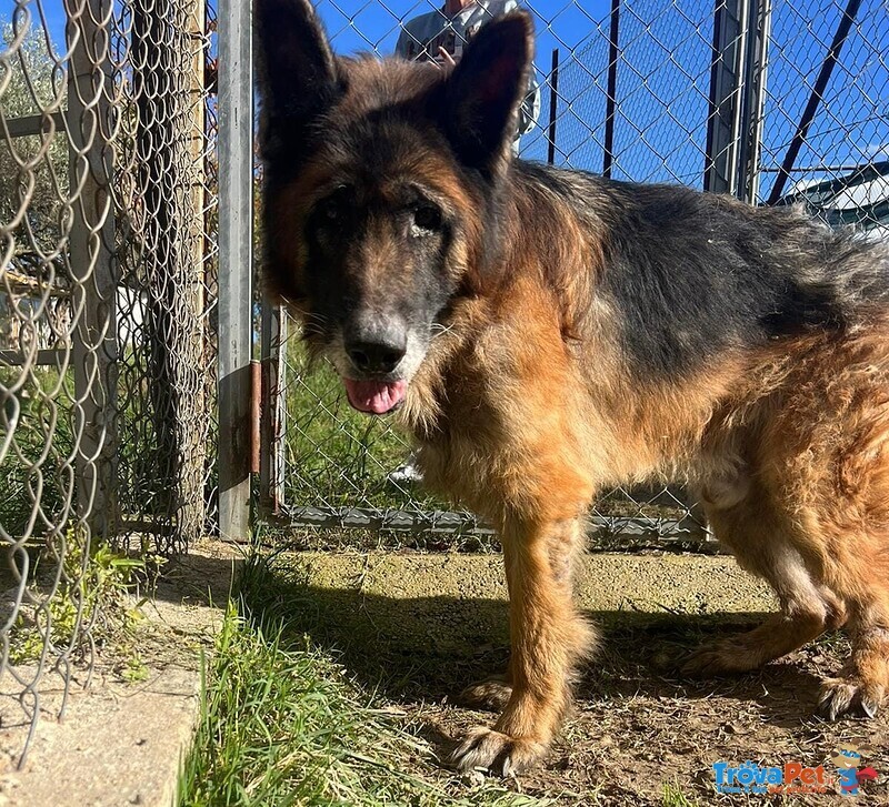 Haegar Abbandonato Perchè Anziano - Foto n. 5