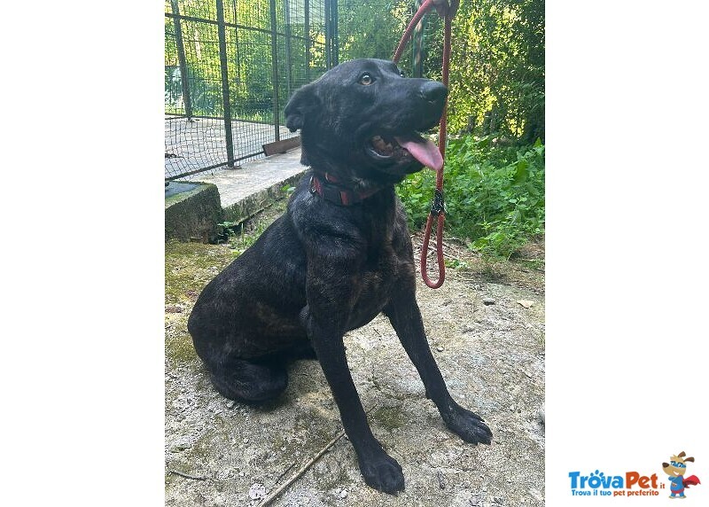 Orsa Giovane e Socievole - tg Grande - Foto n. 1