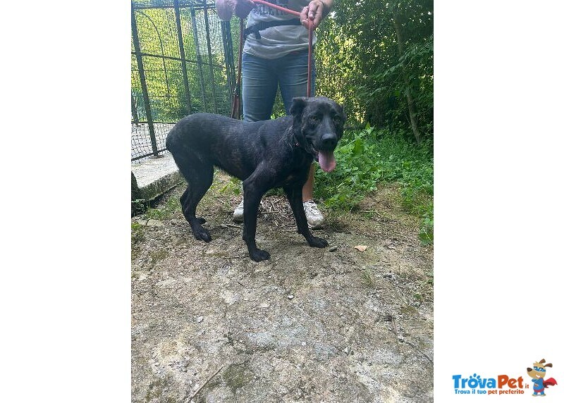 Orsa Giovane e Socievole - tg Grande - Foto n. 2