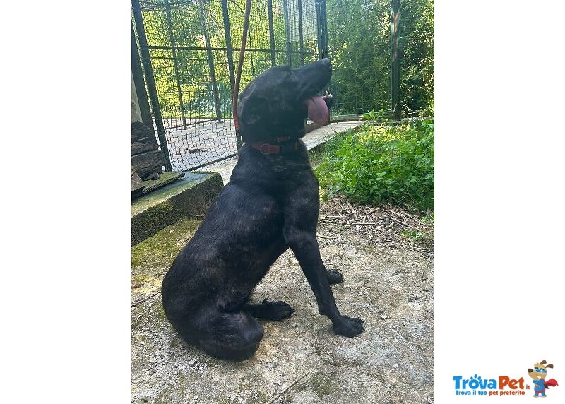 Orsa Giovane e Socievole - tg Grande - Foto n. 3