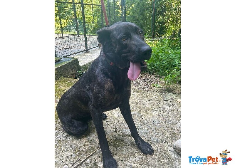 Orsa Giovane e Socievole - tg Grande - Foto n. 4