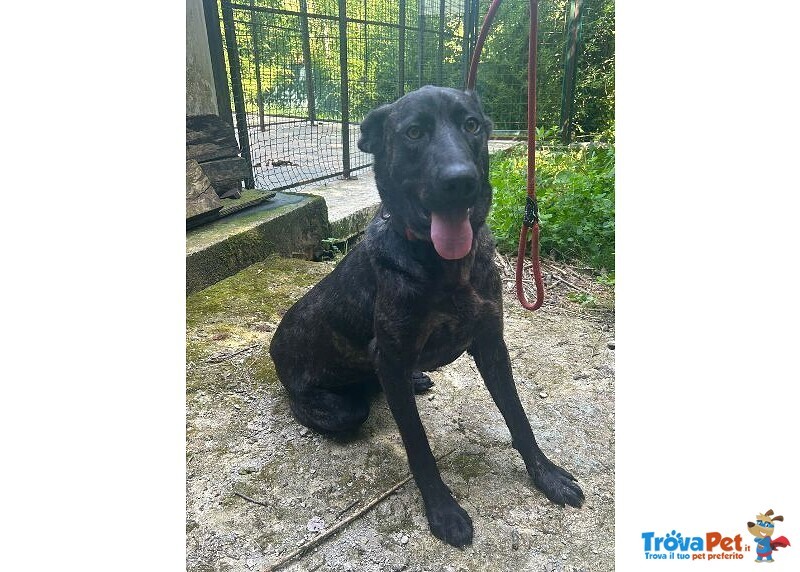 Orsa Giovane e Socievole - tg Grande - Foto n. 5