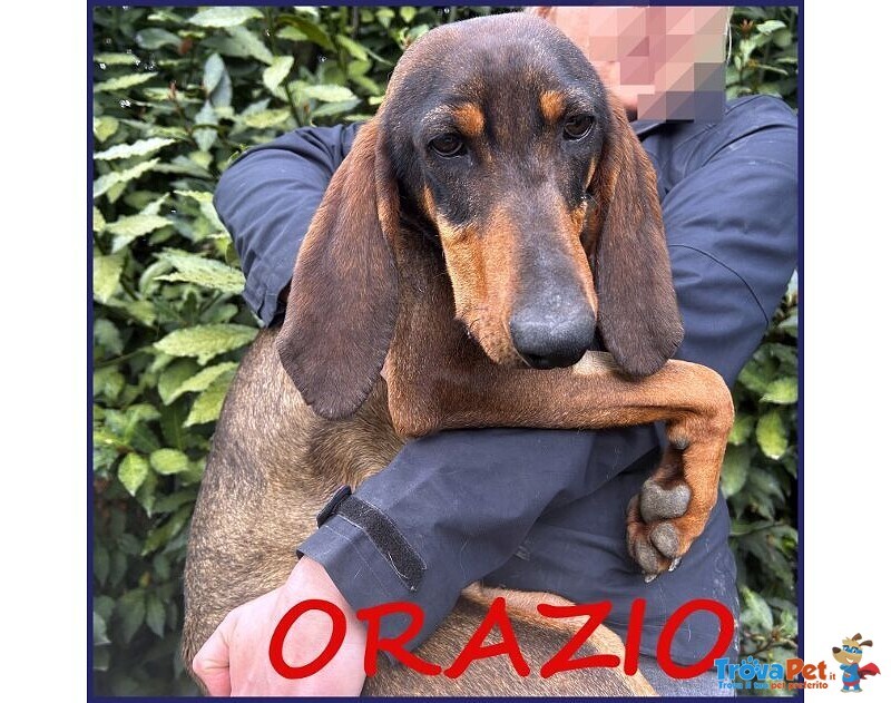 Orazio Sogna una Famiglia! 2anni - Foto n. 1