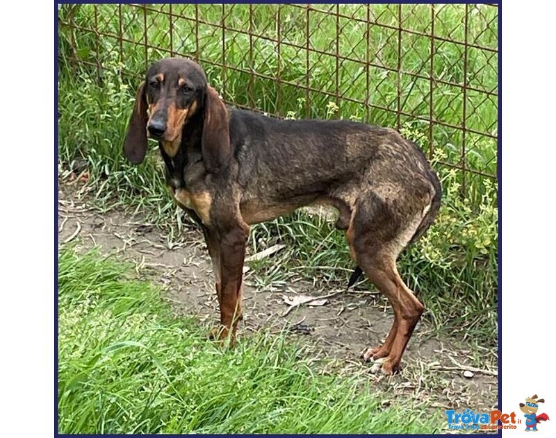 Orazio Sogna una Famiglia! 2anni - Foto n. 2
