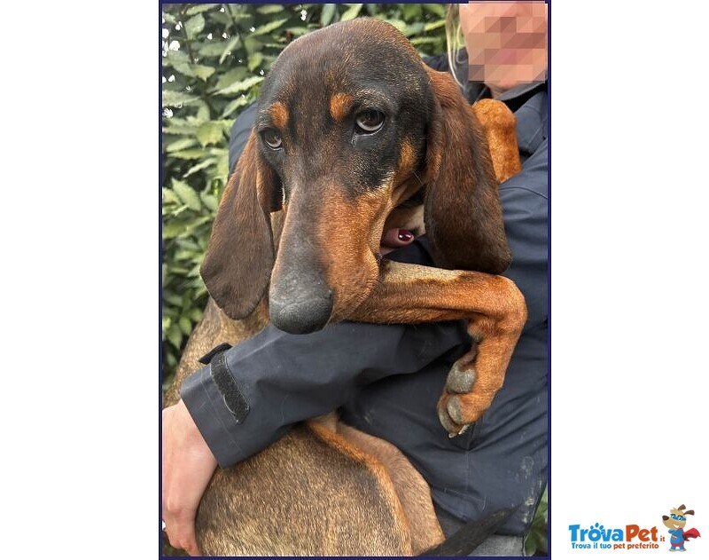 Orazio Sogna una Famiglia! 2anni - Foto n. 3