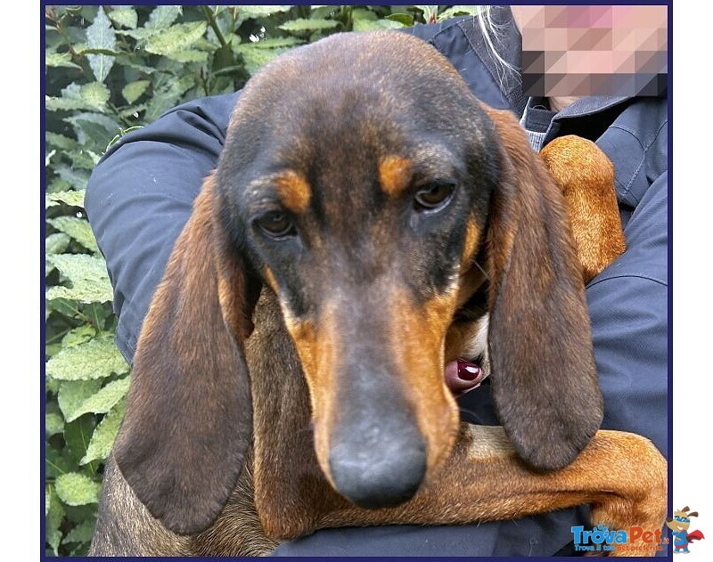 Orazio Sogna una Famiglia! 2anni - Foto n. 4