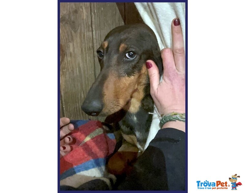 Orazio Sogna una Famiglia! 2anni - Foto n. 5