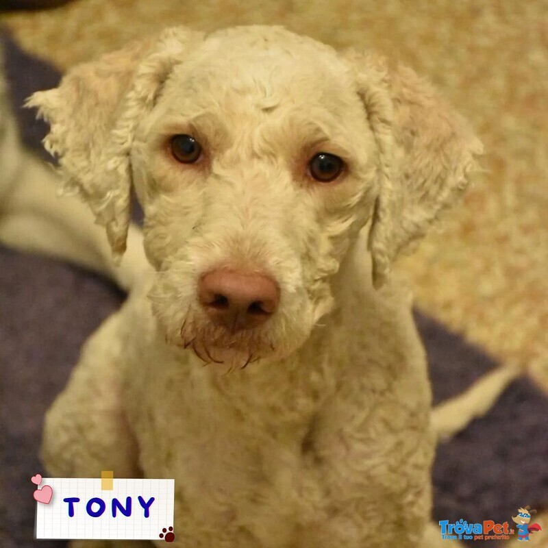 Tony Lagotto Romagnolo in Cerca di casa - Latina - Foto n. 1