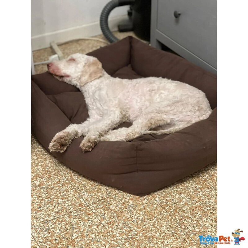 Tony Lagotto Romagnolo in Cerca di casa - Latina - Foto n. 2
