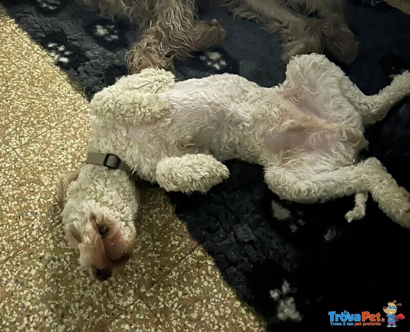 Tony Lagotto Romagnolo in Cerca di casa - Latina - Foto n. 3