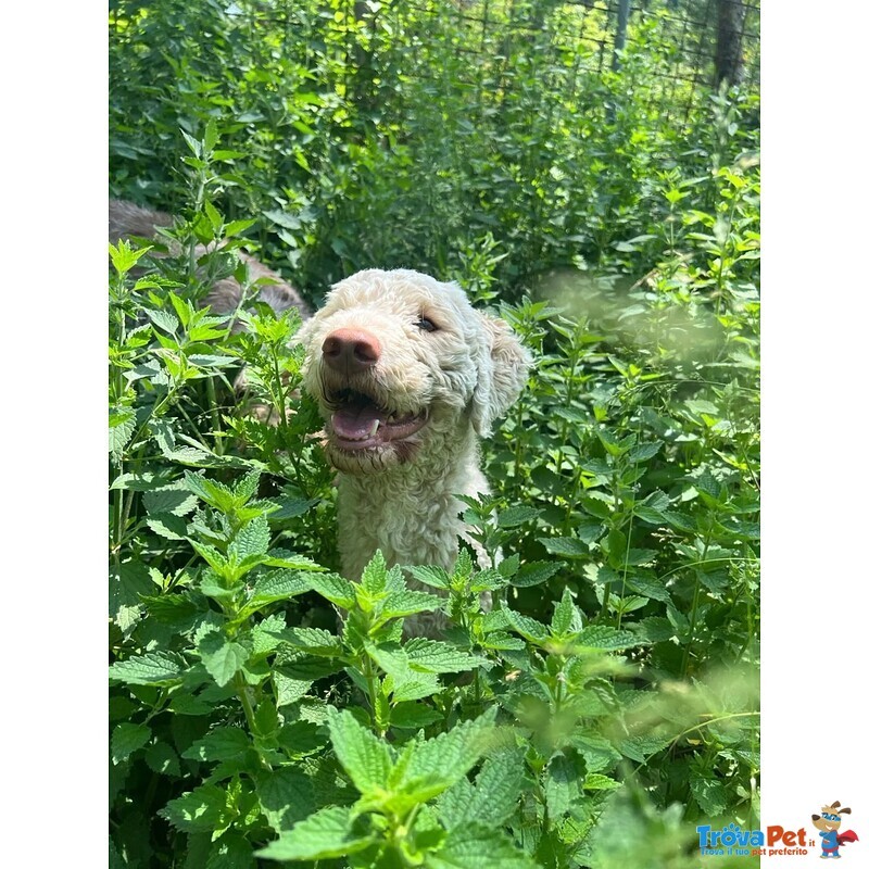 Tony Lagotto Romagnolo in Cerca di casa - Latina - Foto n. 4