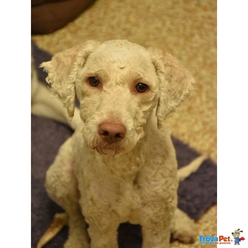 Tony Lagotto Romagnolo in Cerca di casa - Latina - Foto n. 6