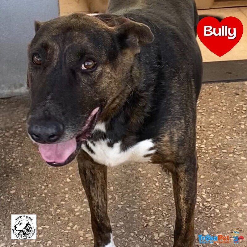 Bully Derivato bull Terrier in Adozione - Canile di Latina - Foto n. 1