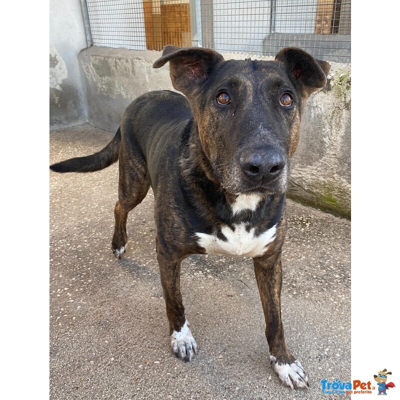 Bully Derivato bull Terrier in Adozione - Canile di Latina - Foto n. 2