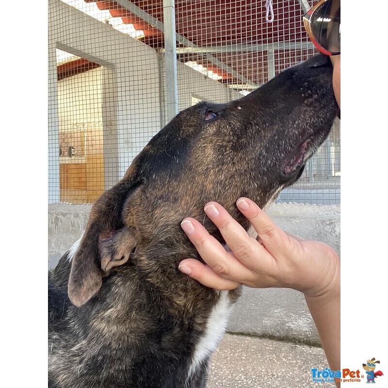 Bully Derivato bull Terrier in Adozione - Canile di Latina - Foto n. 3