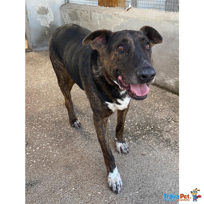 Bully Derivato bull Terrier in Adozione - Canile di Latina - Foto n. 4