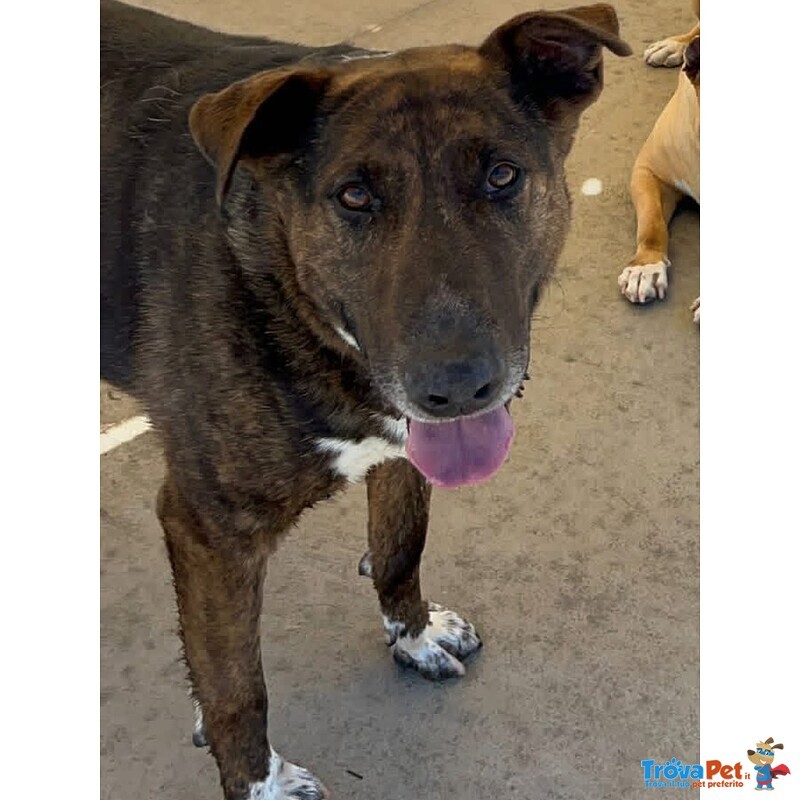 Bully Derivato bull Terrier in Adozione - Canile di Latina - Foto n. 5