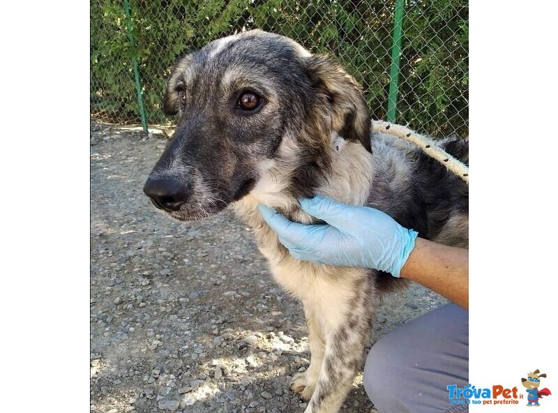 Lory Dolcissimo Pelosetto! - Foto n. 1