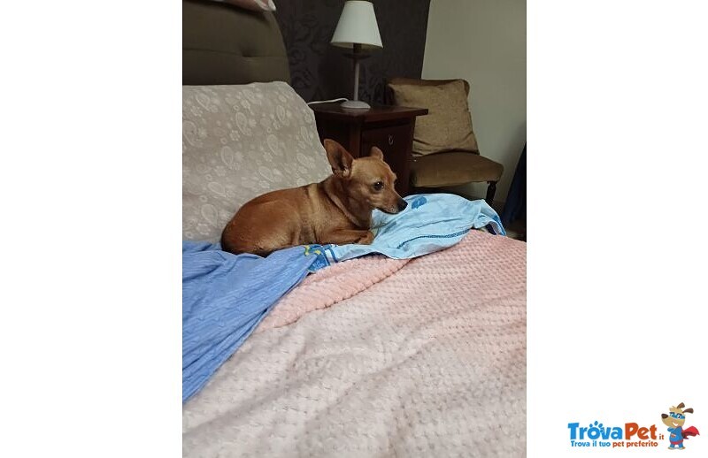 Mollica 7anni - 4kg - un po' Diffidente! - Foto n. 1