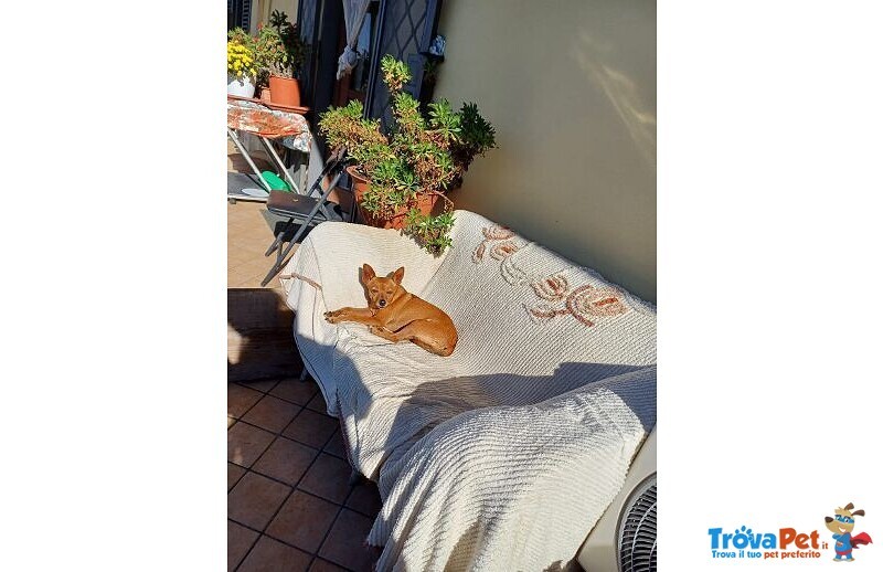 Mollica 7anni - 4kg - un po' Diffidente! - Foto n. 2