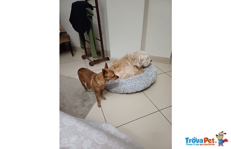 Mollica 7anni - 4kg - un po' Diffidente! - Foto n. 4