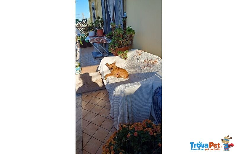 Mollica 7anni - 4kg - un po' Diffidente! - Foto n. 5