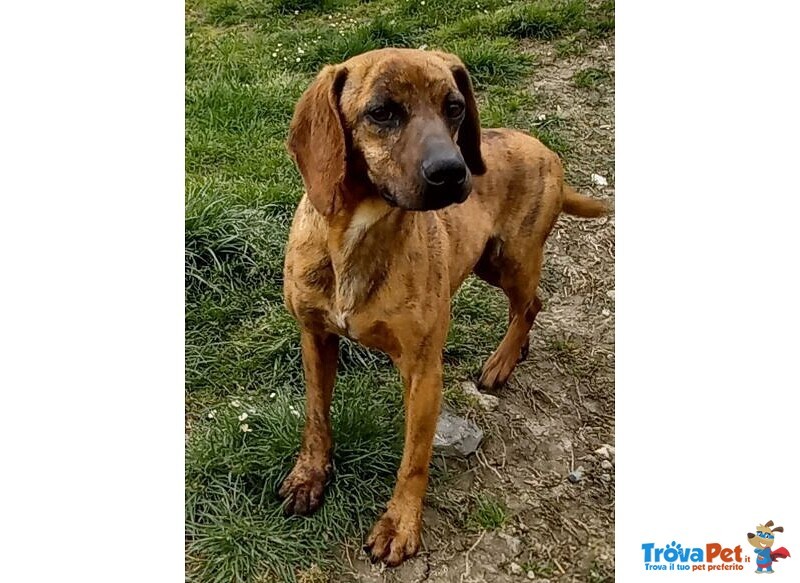 Yuk 4anni Pronto per L'adozione - Foto n. 1