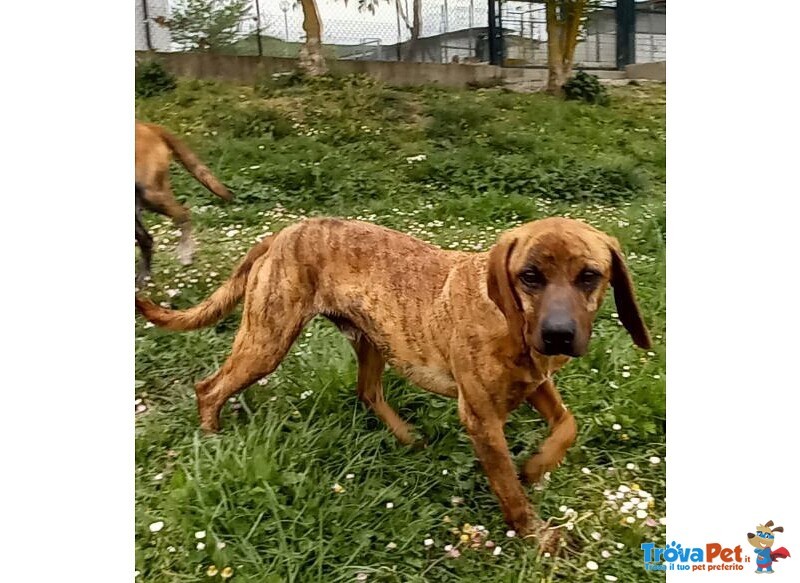 Yuk 4anni Pronto per L'adozione - Foto n. 2