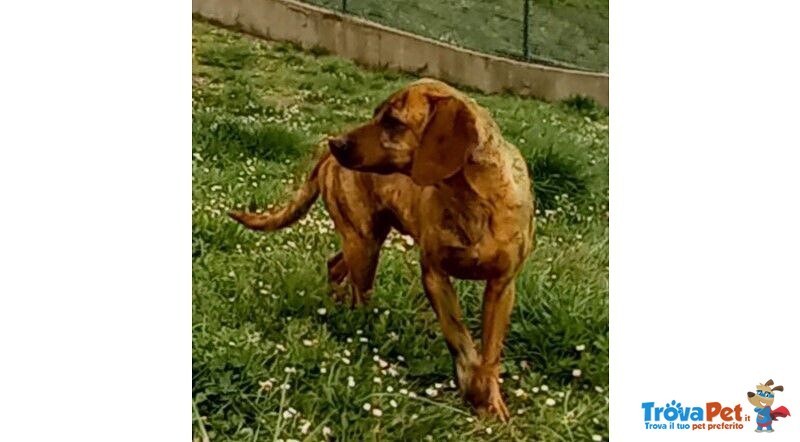 Yuk 4anni Pronto per L'adozione - Foto n. 3