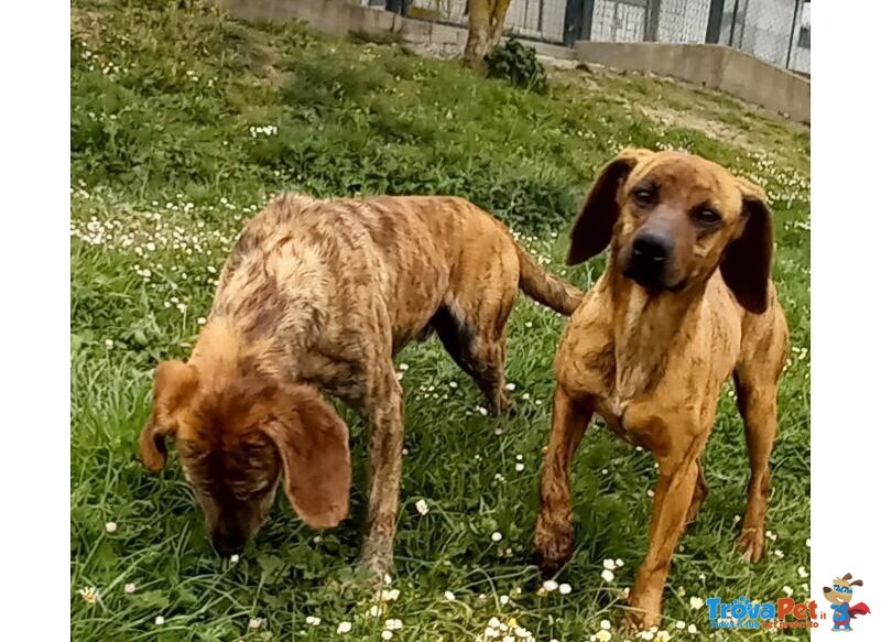 Yuk 4anni Pronto per L'adozione - Foto n. 4