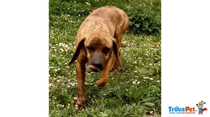 Yuk 4anni Pronto per L'adozione - Foto n. 5