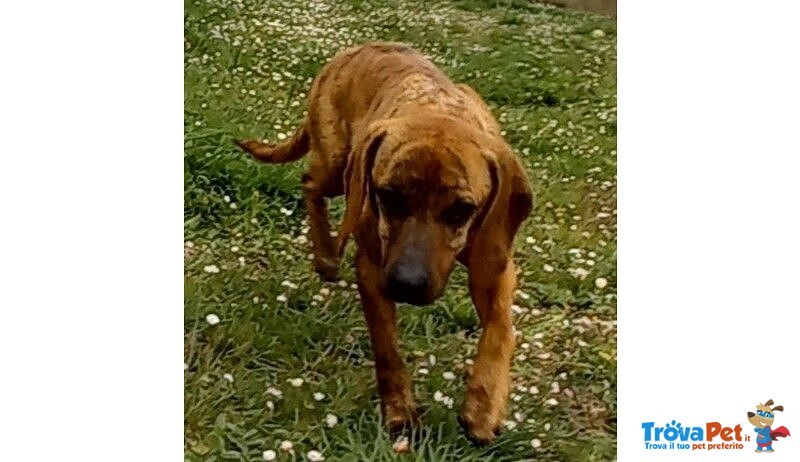 Yuk 4anni Pronto per L'adozione - Foto n. 6