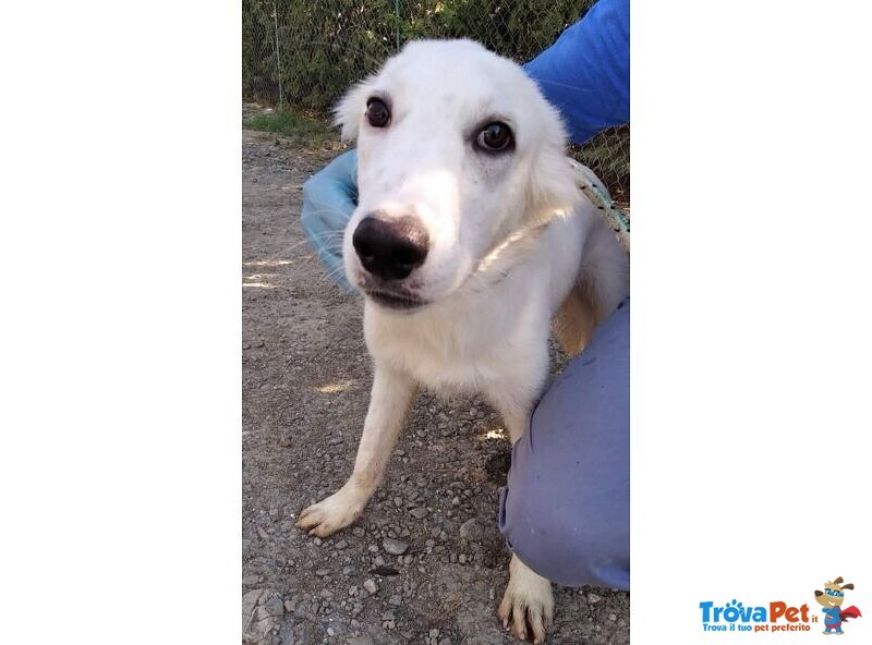 Charlie Dolce Triste Musetto - Foto n. 1