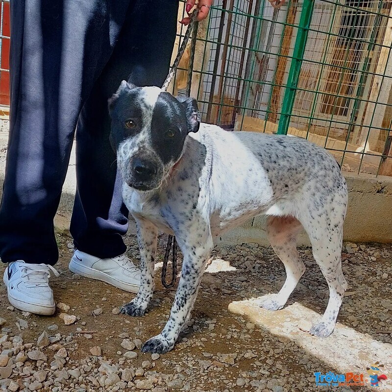 Bria Vuole Tante Coccole! - Foto n. 1