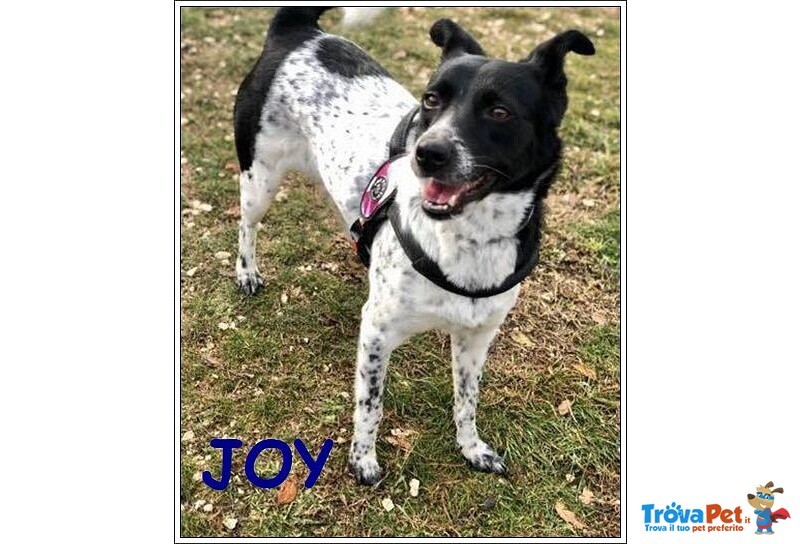 Joy 4anni Buona con Tutti Anche coi Gatti - Foto n. 1