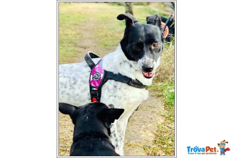 Joy 4anni Buona con Tutti Anche coi Gatti - Foto n. 2