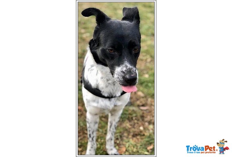 Joy 4anni Buona con Tutti Anche coi Gatti - Foto n. 3