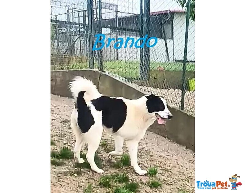 Brando e Lassie Giovani Sempre Insieme - Foto n. 3