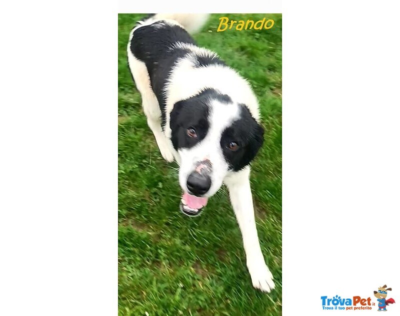 Brando e Lassie Giovani Sempre Insieme - Foto n. 4