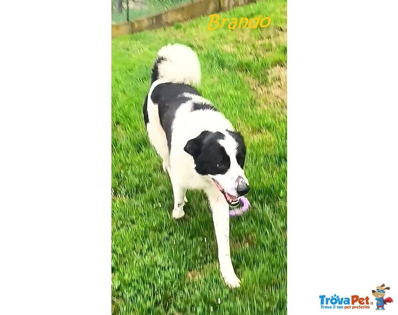 Brando e Lassie Giovani Sempre Insieme - Foto n. 5