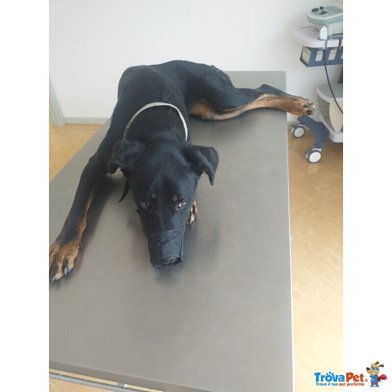 Sara 5anni Brava Salvata Dalla Strada! - Foto n. 3