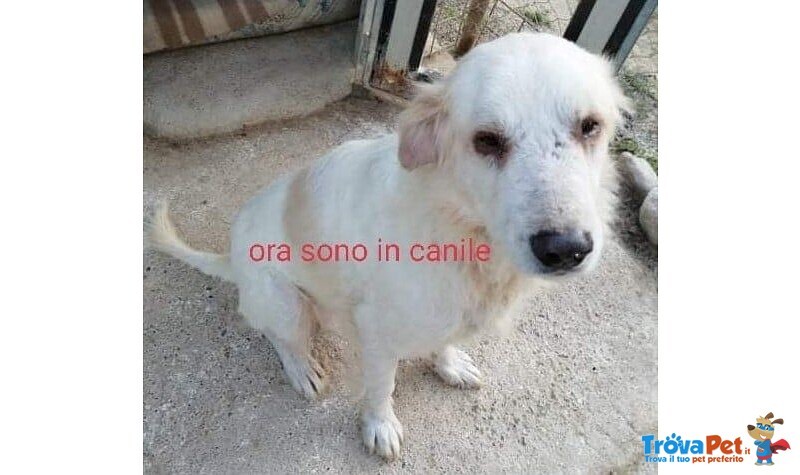 Tex 8anni Dolcissimo e Buono - Foto n. 1