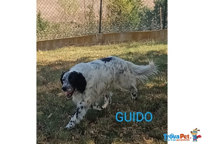 Guido Setter di 4anni Buono, Adorabile - Foto n. 1