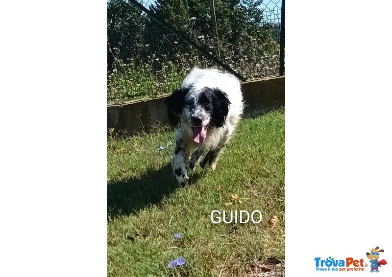 Guido Setter di 4anni Buono, Adorabile - Foto n. 3