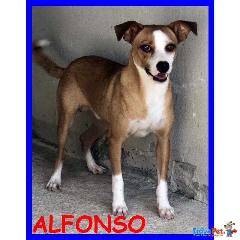 Alfonso 8anni Simpatico bel Musetto - Timidino - Foto n. 1