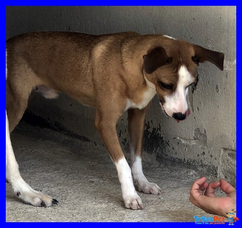 Alfonso 8anni Simpatico bel Musetto - Timidino - Foto n. 2