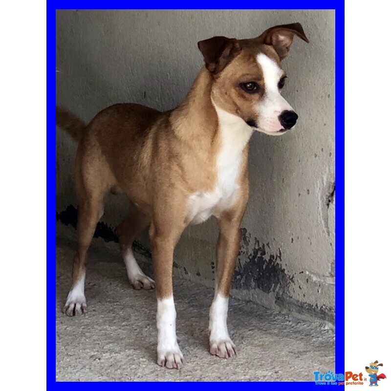 Alfonso 8anni Simpatico bel Musetto - Timidino - Foto n. 3