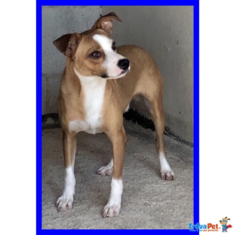 Alfonso 8anni Simpatico bel Musetto - Timidino - Foto n. 4